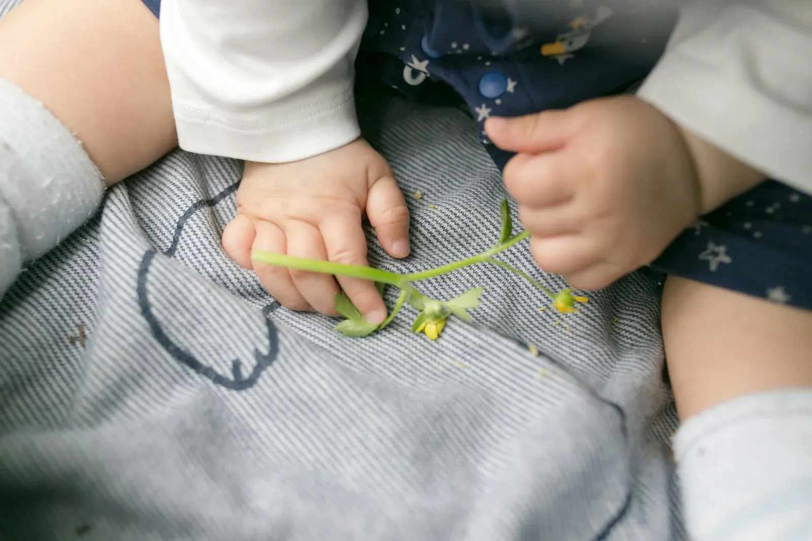 close-up photo of baby holding petaled flower